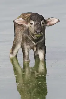 Bubalus arnee f. bubalis, water buffalo