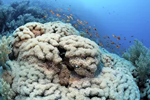Bubble coral (Plerogyra sinuosa) surrounded by broccoli coral (Litophyton arboreum)
