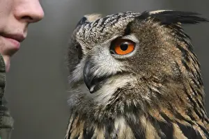 Bubo bubo
