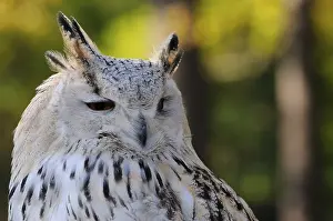 Bubo bubo sibiricus, Siberian eagle owl
