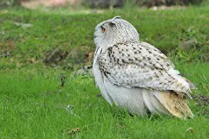 Bubo bubo sibiricus, Siberian eagle owl