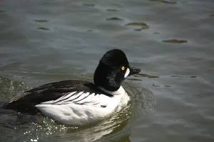 Bucephala clangula