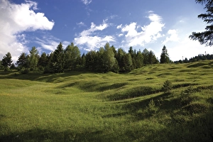 Buckelwiese, literally hummocky meadow