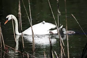 Buckerswan, Cygnus olor, a young swan has the best view