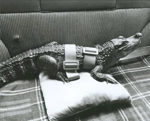 Buckled crocodile in the car, England