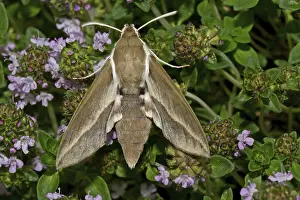 Buckthorn hawkmoth (Hyles hippophaes)