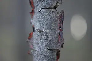 Buckthorn (Rhamnus frangula), dead trunk