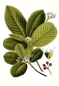 Buckthorn (Rhamnus) purshiana, Purgier rot tree