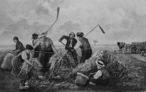 Buckwheat harvest, wood engraving, around 1880
