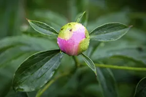 Bud, common peony (Paeonia officinalis)