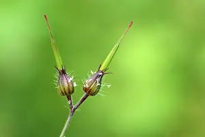 Bud of a Herb Robert, Red Robin