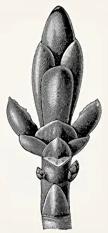 Bud scales of the horse chestnut