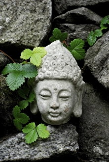 Buddha head