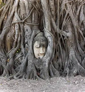 Buddha head embedded in a Banyan tree at Wat Mahathat Maha That