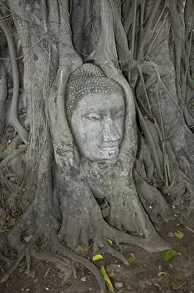 Buddha head in the old kingdom city ayutthaya