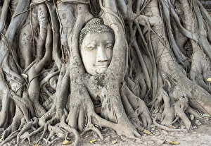 Category Buddhism Prints: Buddha head statue in bodhi tree (Ficus religiosa)