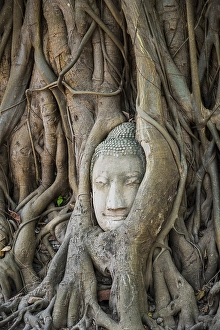 Buddha head statue in bodhi tree (Ficus religiosa) roots
