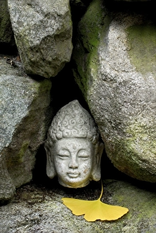Buddha head between stones, ginkgo leaf