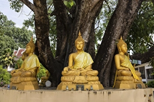 Category Buddhism Prints: Buddha statues under a tree at Wat Si Khun Muang Temple