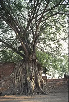 Buddha's head grown into the poplar fig (Ficus religiosa)