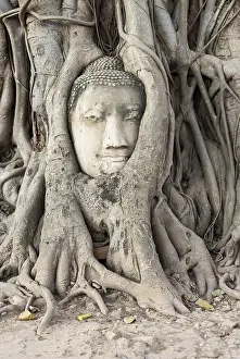 Buddha's head in the roots of the Bodhi tree