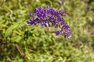 Buddleia butterfly bush a genus of over one hundred species flowering in autumn attract butterflies