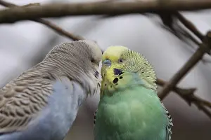 Budgerigar