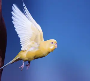 Budgerigar, female, budgerigar (Melopsittacus undulatus)