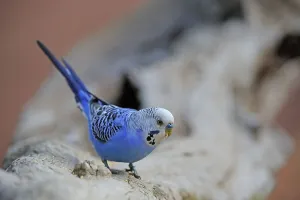 Budgerigar (Melopsittacus undulatus)