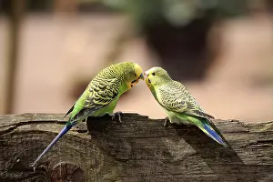 Budgerigar (Melopsittacus undulatus)