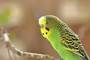 Budgerigar (Melopsittacus undulatus)