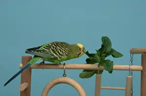 Budgerigar (Melopsittacus undulatus)