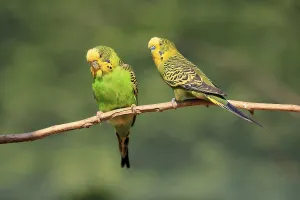 Budgerigar (Melopsittacus undulatus)