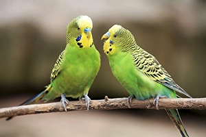 Budgerigar (Melopsittacus undulatus), captive
