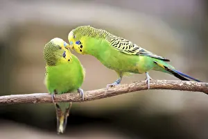 Budgerigar (Melopsittacus undulatus), captive