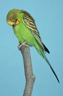 Budgerigars (Melopsittacus undulatus)