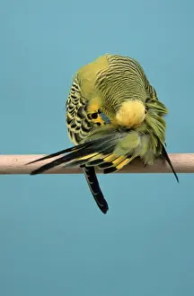 Budgerigars (Melopsittacus undulatus)
