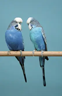Budgerigars (Melopsittacus undulatus)