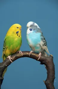Budgerigars, pair (Melopsittacus undulatus) Budgie