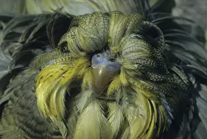 Budgie close-up, feather duster FL009656 (S)