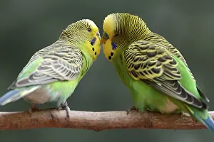 Budgie (Melopsittacus undulatus)