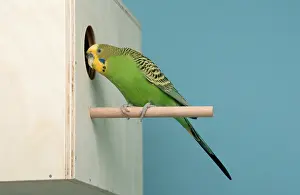 Budgie (Melopsittacus undulatus)