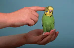 Budgie (Melopsittacus undulatus)