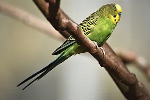 Budgie (Melopsittacus undulatus) on a branch