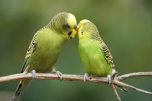 Budgie (Melopsittacus undulatus) mating behaviour