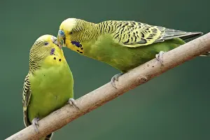 Budgie (Melopsittacus undulatus) mating behaviour