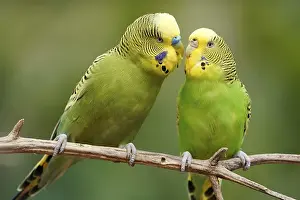 Budgie (Melopsittacus undulatus) mating behaviour
