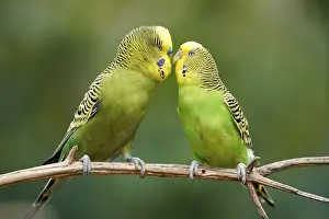 Budgie (Melopsittacus undulatus) mating behaviour