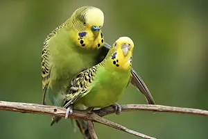 Budgie (Melopsittacus undulatus) mating behaviour