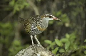 Buff-banded Rail (Rallus philippensis)